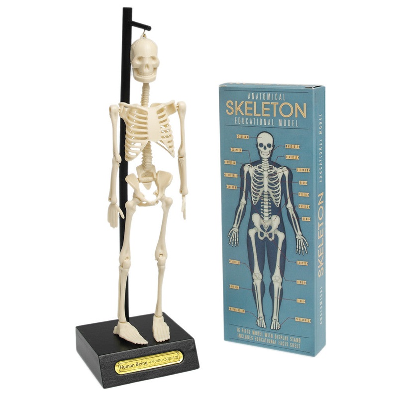 Rex Anatomical Skeleton Model